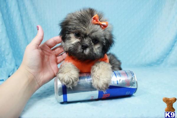 lvpuppyheaven Picture 1